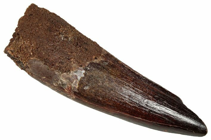 Fossil Spinosaurus Tooth - Real Dinosaur Tooth #355751